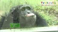 TVどうぶつえん#2 わんぱくチンパンジー