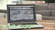 4000円でケニアのサファリへ…10万人超利用の「オンラインツアー」　令和版やじきた道中”も