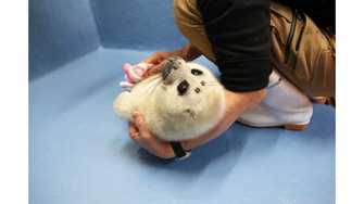 可愛すぎて悶絶 アザラシの赤ちゃんがまるで ぬいぐるみ みたい 鳥羽水族館に聞いてみた