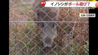 接近してきたイノシシの姿（視聴者撮影）