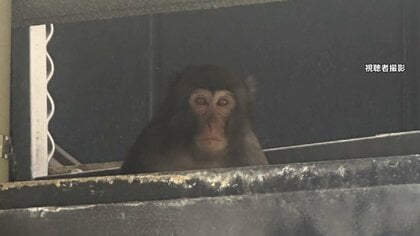 住宅街でサルが登校中の小4男児襲う　相次ぐ目撃情報　過去には繁華街「天神」で“大捕物”　福岡市
