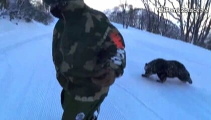 「目が合った」クマがスキー場に出没“猛ダッシュ”で追いかけられる　市街地で相次ぐクマ出没…専門家「冬眠するには体が小さいクマ多い」