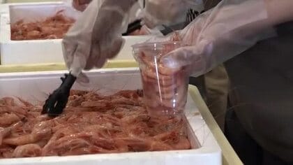 日本海近海の底引き網漁解禁　名物・甘エビの詰め放題が大人気　海鮮丼やみそ汁も　三国港市場で祭り【福井】