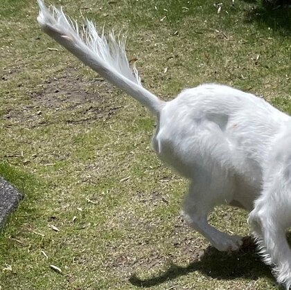 「針金入ってませんか」尻尾を真っ直ぐにして走る愛犬の姿を激写…いつもピーンとしているのか飼い主に聞いた