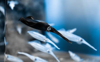 “同種のイカ”なのに群れで1匹だけ真っ黒…なぜこうなった? 意外と知らない色が変化する仕組み