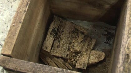“改葬”された古墳から原型を保った木箱…中には“御霊代”か　戦時中に陸軍の飛行場建設で取り壊された古墳群を調査