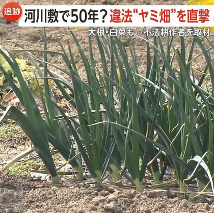 【ヤミ畑】大根に白菜…河川敷に“やりたい放題”の不法耕作「元気やからやめられへん」84歳男性の身勝手な言い分とは　大阪・淀川