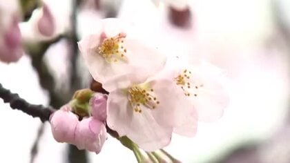 満開まであと少し…金沢・兼六園で毎年恒例の無料解放 約400本の桜が植えられソメイヨシノは5分咲き