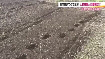 福島県内で相次ぐクマ出没　南会津町と会津若松市で2人がケガ　福島市では市街地の河川敷で…長期化も