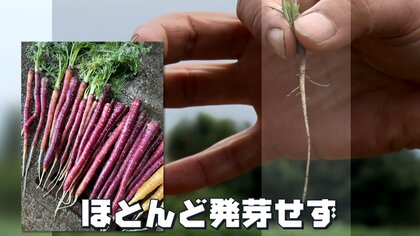 【異例】夏日まだ続く？「種をまいても一切芽が出ない…」暑さで根菜類がほぼ全滅　冬野菜への影響は