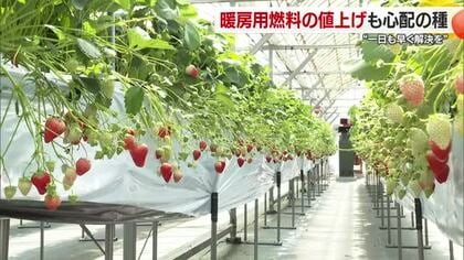 緊迫のイラン情勢長期化を心配　今治のイチゴ農家はハウス用重油を買いだめ　ホルムズ海峡封鎖【愛媛】