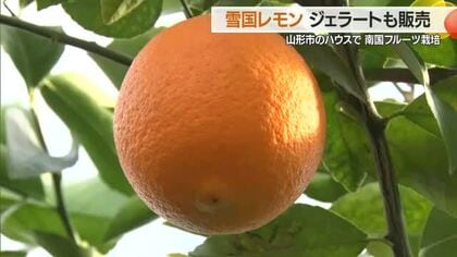 山形で南国フルーツ！？　雪景色のなかで育ったレモン収穫・オリジナルジェラート商品化