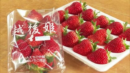 やわらかい果肉が自慢の“越後姫”！味にも太鼓判「甘さ・酸味兼ね備えたイチゴに」新潟