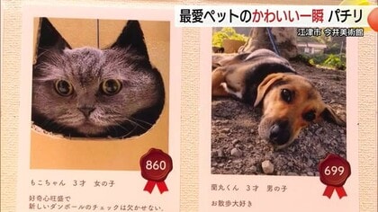 我が家の可愛い自慢のペットたち！凛々しい柴犬にネコの奇跡の瞬間とらえた写真など紹介（島根）