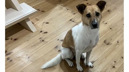 「涙が出るほど嬉しかった」元保護犬と暮らし初めて2年半で初めてのお出迎え…どんな風に愛情を注いできたのか聞いた