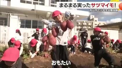 「僕のお芋がグランプリ！」松山市で小学生がサツマイモ掘り体験　クラス対抗重さ対決も【愛媛】