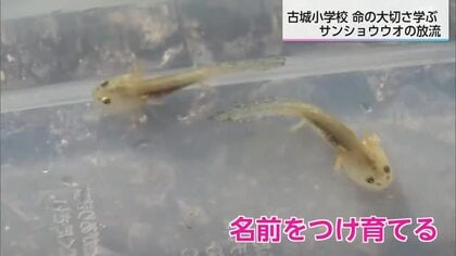 「お別れしたくない」児童が育てた小さな命　宮崎・古城小で13年前から続く「サンショウウオ」放流会