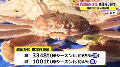 【越前がに】今年は品不足にならない？資源量は過去10年間で最高水準　11月6日に漁解禁
