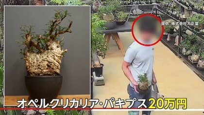 独自】5万円の「アガベ」盗み…次の狙いは“20万円の植物”