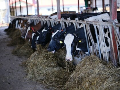 5000トンの“生乳”が年末年始に余る可能性も…大量廃棄させないために消費者ができること