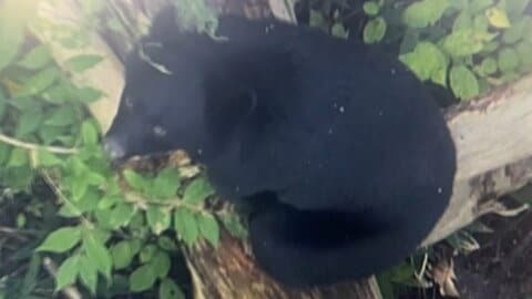 “クマ対策”で「銃器対策部隊」警察官に講習会　きょうも山形で75歳男性襲われケガ