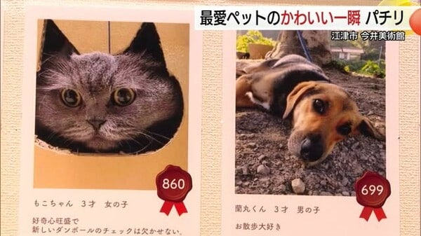 我が家の可愛い自慢のペットたち！凛々しい柴犬にネコの奇跡の瞬間とらえた写真など紹介（島根）｜FNNプライムオンライン
