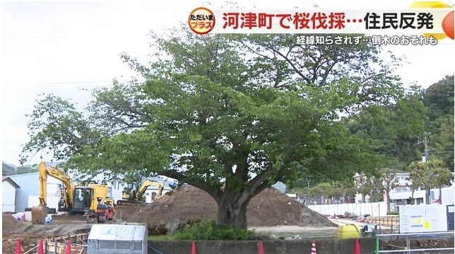残されたソメイヨシノ