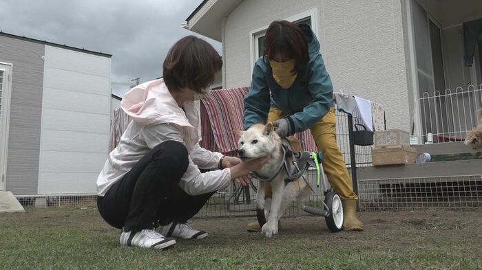 足が弱っても歩きたがるティム