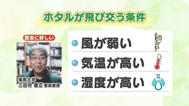 ホタルが飛ぶ条件