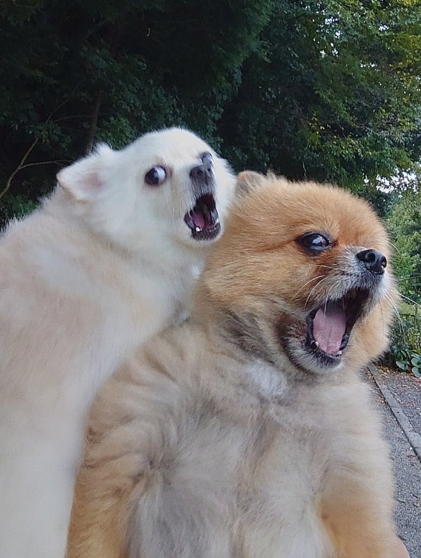 左が子犬さん、右がポチくん