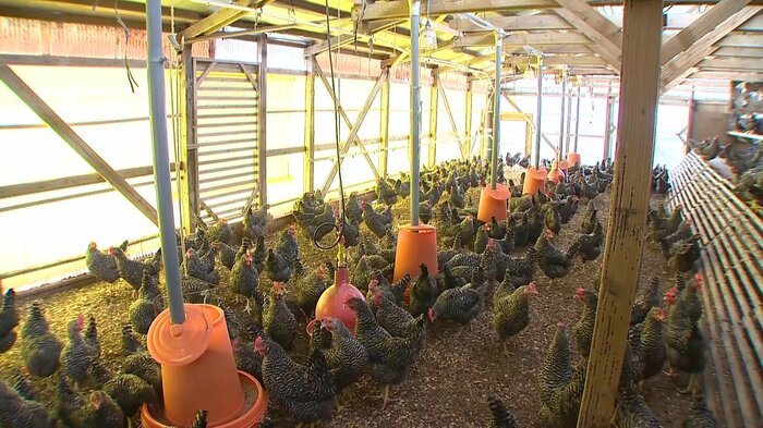 村上市にある養鶏場「オークリッチ」