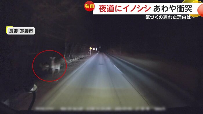 数秒前に道脇にいたシカ(視聴者提供)