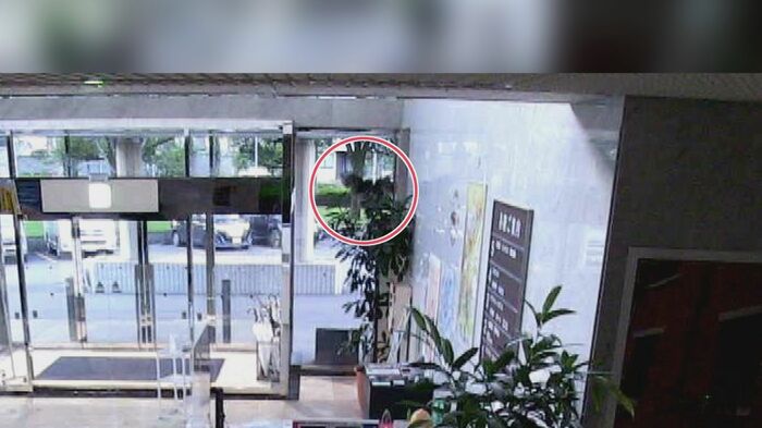勢いよくガラスにぶつかるフクロウ(TOS本社防犯カメラ)