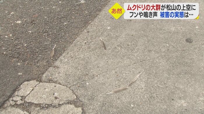 辺りに散らばった鳥の羽