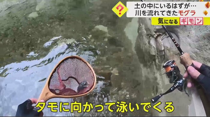 地中に潜ろうとしたモグラに、魚を捕まえるタモを差し出した
