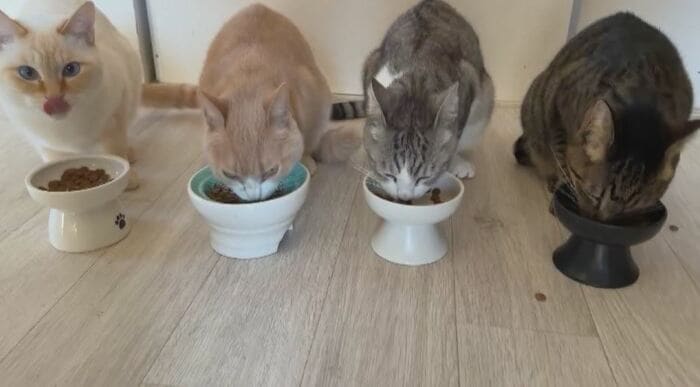 左からムスビ、シャケ、マヨ、ツナ