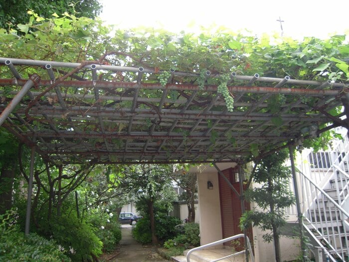 入り口にはブドウ棚がある　提供：ぶどうのいえ