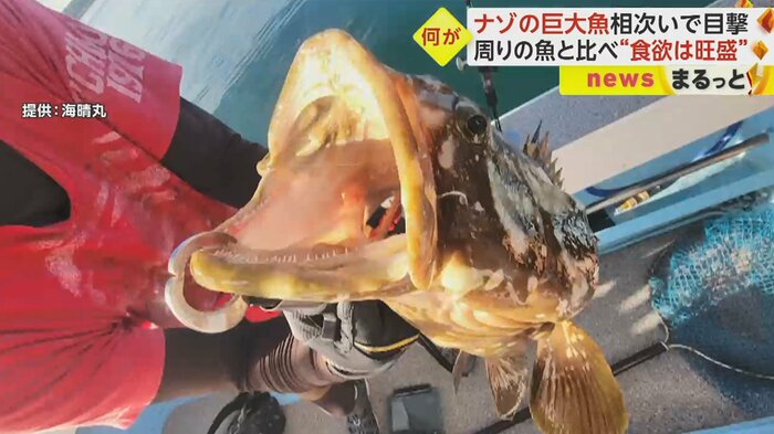 口を開けても大きい
