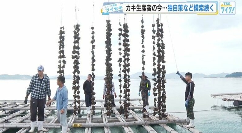 今年のカキはどうなる？　日本一のカキの産地広島　生産者が独自に手探りの対策　出荷は11月2日以降に　｜FNNプライムオンライン