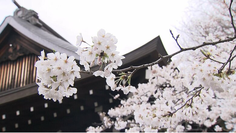 【速報】東京の桜が満開宣言　靖国神社の標本木も花盛り｜FNNプライムオンライン
