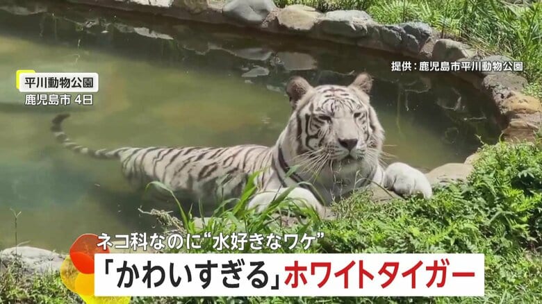 真夏日にプールでリラックス　ホワイトタイガーの“水浴び姿”が「かわいすぎる」と話題　鹿児島市｜FNNプライムオンライン