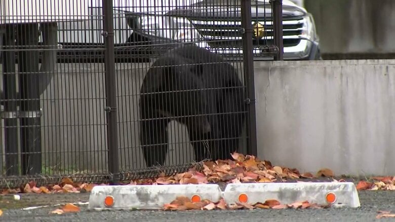 都内の住宅街でクマ目撃情報　岩手の博物館敷地内に“居座る”クマの姿　秋田では今年襲撃で1人死亡42人負傷…“九死に一生”の男性「間違いなく顔に来る」｜FNNプライムオンライン