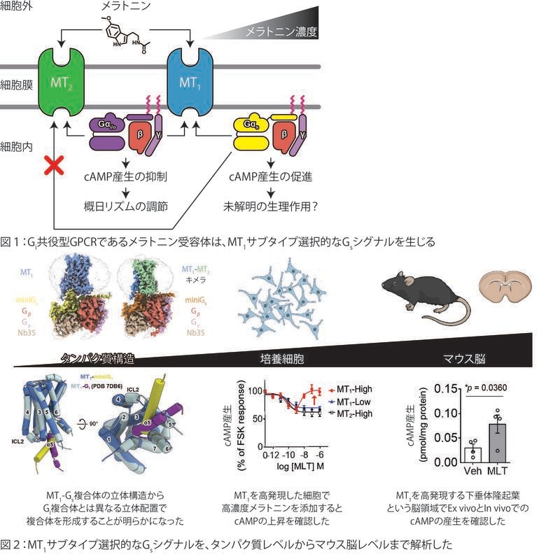 メラトニン受容体MT1が複数の細胞内シグナルを使い分けるしくみを解明　～睡眠・概日リズムに関わる受容体の新たなシグナル伝達機構～