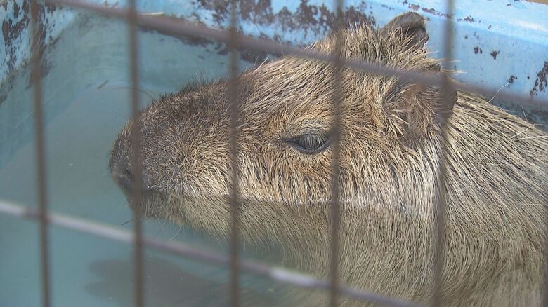 「いい湯だな」 動物園でカピバラの入浴始まる 南米原産で寒さは苦手 冬を暖かく過ごしてもらおうと毎年開催 平日は1回、土日祝日は2回開催|FNNプライムオンライン