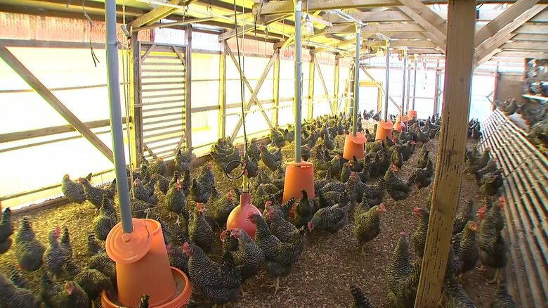 村上市にある養鶏場「オークリッチ」