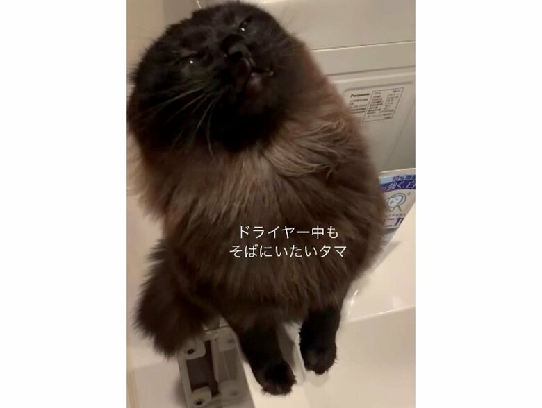 提供:イナタマグラムさん