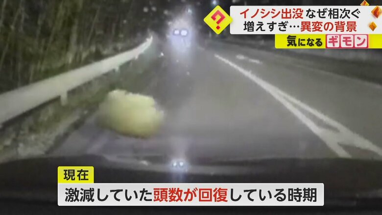 接触した後、走り去っていくイノシシ（長崎市）