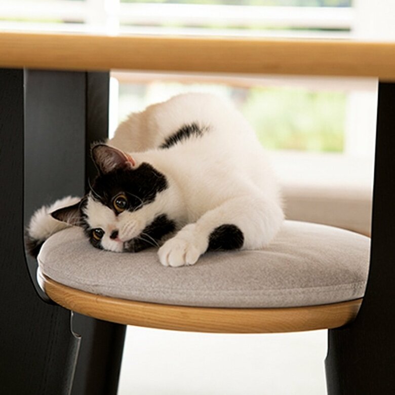 別売りの穴下の棚用クッションでより猫はくつろぐことができる