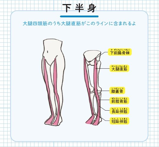 『筋肉のつながり図鑑』より