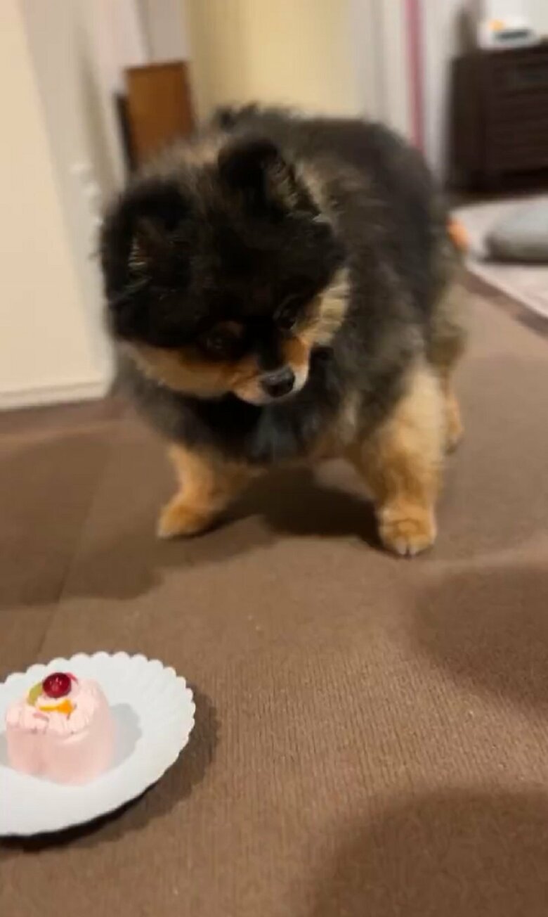 10歳の誕生日祝いでケーキをもらうたろ吉ちゃん